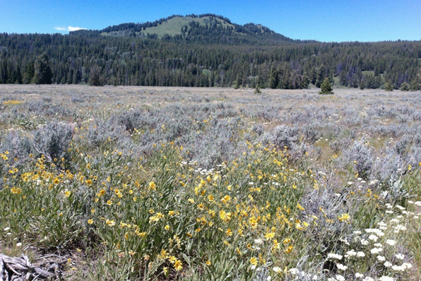 A View from Grand Teton Phenocam