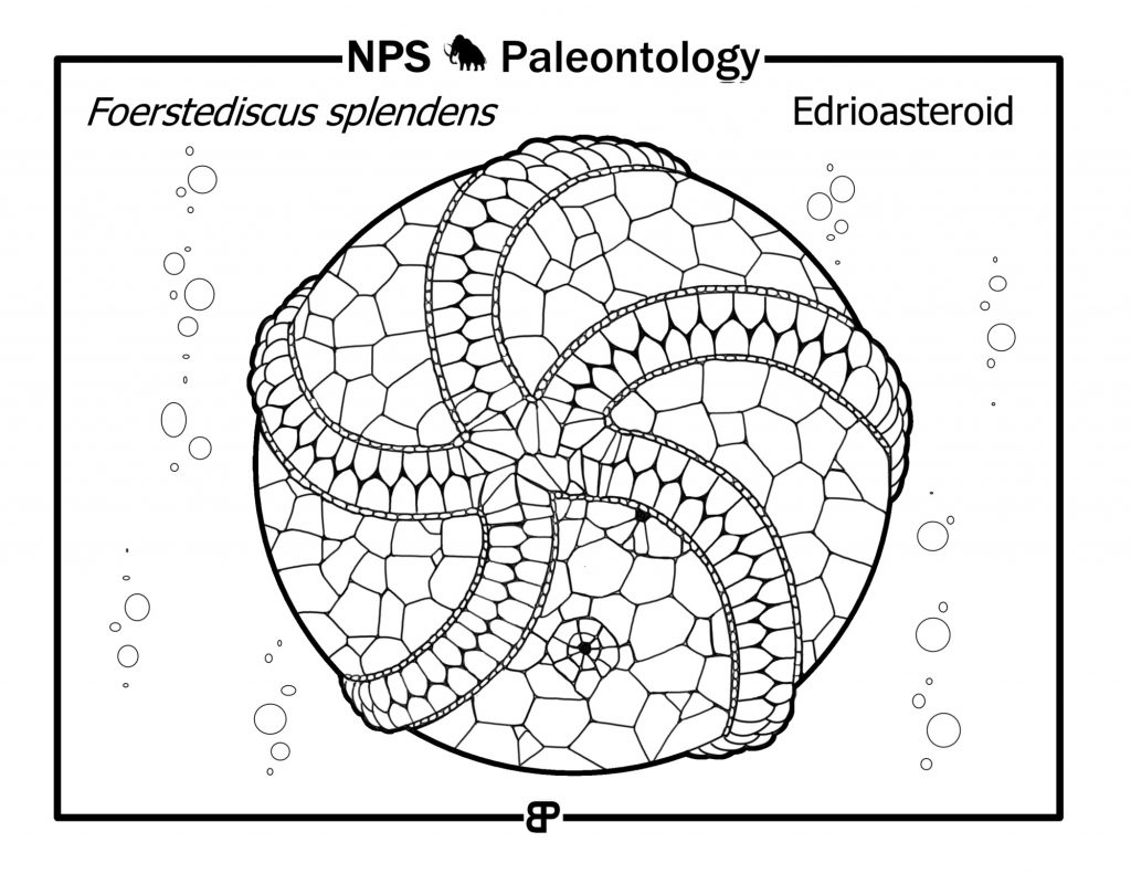 fossils coloring pages